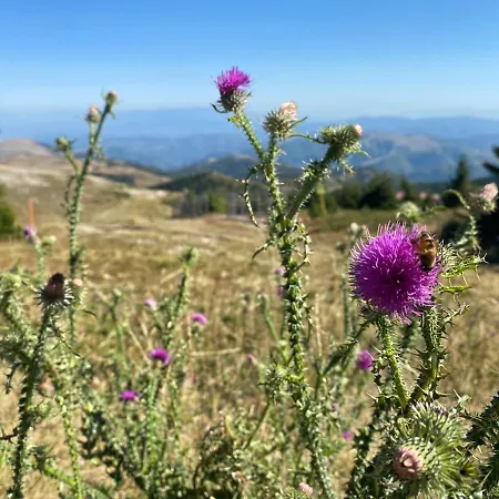 M&s - Zoned 2 Apart Otel Kopaonik